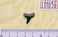 藏品(檸檬鯊牙齒化石)的圖片